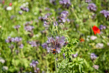Closeup of a bumblebee and honeybee visiting a blooming lacy phacelia plant in a Dutch field margin to promote biodiversity. It is a sunny day in the spring season.
