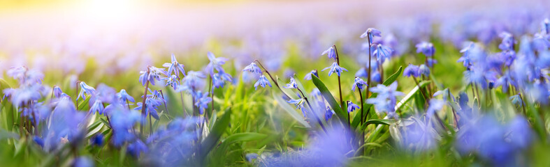 Closeup view of the spring flowers in the park. Scilla blossom on beautiful morning with sunlight in the forest in april - obrazy, fototapety, plakaty