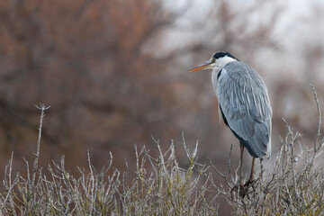 Grey Heron Ardea cinerea perching or flying
