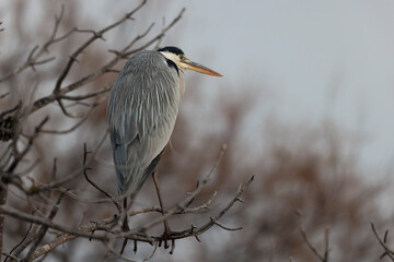 Grey Heron Ardea cinerea perching or flying