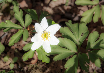 beautiful white wood anemone (Anemone nemorosa)