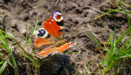 close up detailed shot of a beautiful peacock butterfly (Aglais io)