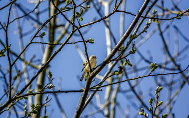 Willow Warbler (Phylloscopus trochilus) adult feeding in a sycamore tree (Acer pseudoplatanus)