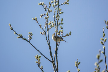 Willow Warbler (Phylloscopus trochilus) adult feeding in a sycamore tree (Acer pseudoplatanus)
