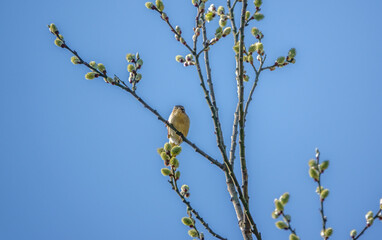 Willow Warbler (Phylloscopus trochilus) adult feeding in a sycamore tree (Acer pseudoplatanus)