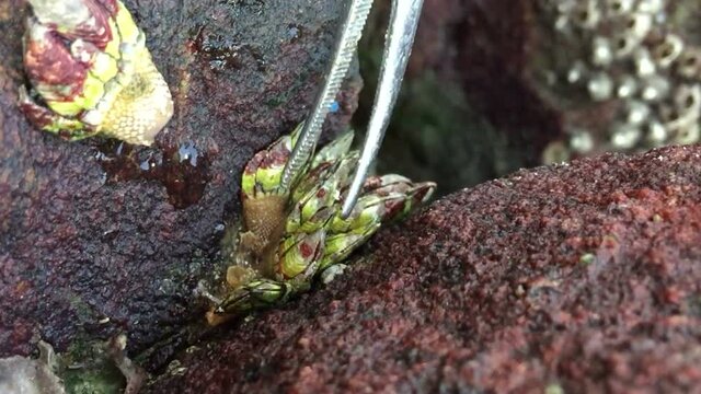 Picking Gooseneck Barnacles  on beach rock 