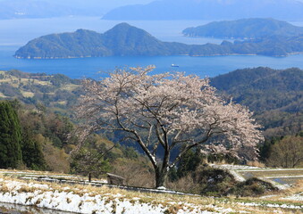 桜と内湾