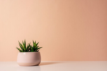 Pale pink ceramic pot with succulent plants of haworthia on the table