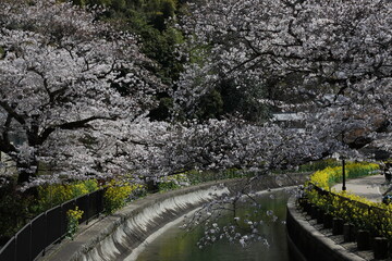 疏水と桜