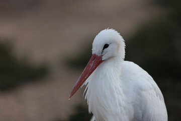 white stork Ciconia Ciconia in portrait mode