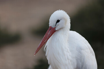 white stork Ciconia Ciconia in portrait mode