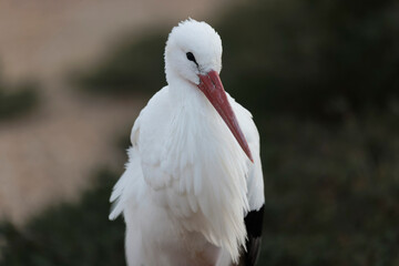 white stork Ciconia Ciconia in portrait mode