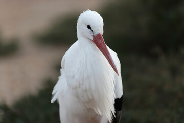 white stork Ciconia Ciconia in portrait mode