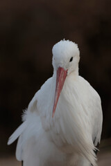 white stork Ciconia Ciconia in portrait mode