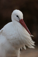 white stork Ciconia Ciconia in portrait mode