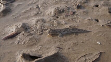 mudskipper walking on the mud. 
the fish that walks on land and breathes air
