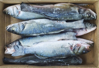 frozen sea fish, seabass in cardboard package box