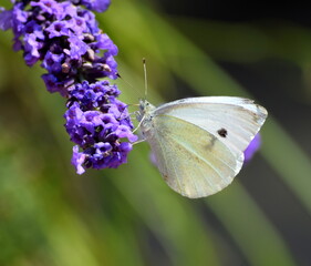 White butterfly