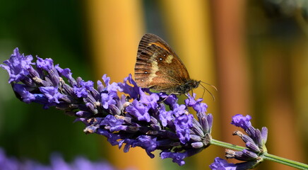 Gatekeeper butterfly
