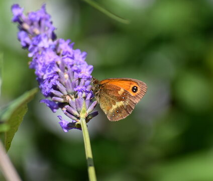 Gatekeeper Butterfly