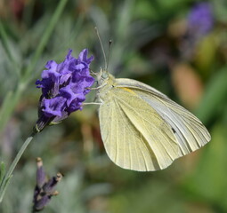 Cabbage white