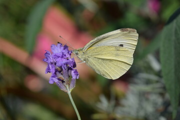 Cabbage white