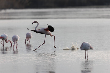 Greater Flamingo Phoenicopterus roseus from Camargue, southern France