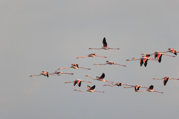 Greater Flamingo Phoenicopterus roseus from Camargue, southern France