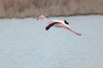Greater Flamingo Phoenicopterus roseus from Camargue, southern France