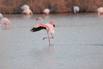 Greater Flamingo Phoenicopterus roseus from Camargue, southern France