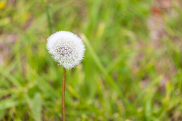 夏の礼文島風景