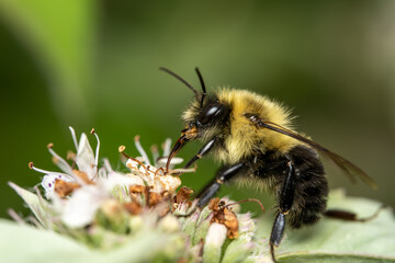Bumblebee on a Flower