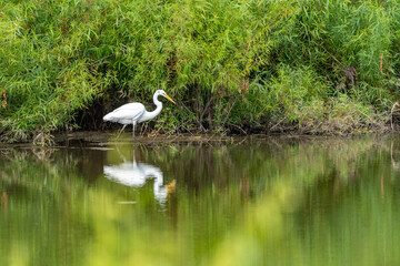 Egret Wading in a Lake