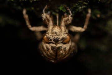 Empty Cicada Husk on Black Background