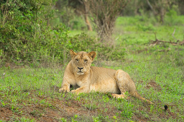 Löwen im Nationalpark Tsavo Ost und Tsavo West