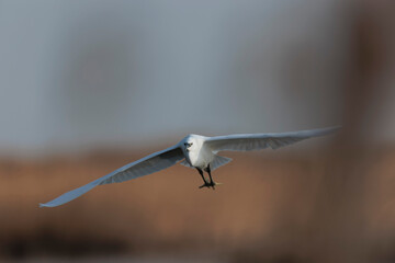 Little Egret Egretta garzetta flying in close view