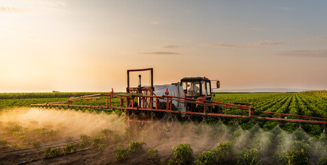 Tractor spraying vegetable field in sunset.
