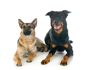 gray german shepherd and beauceron