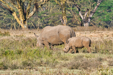 Nashorn  in der Savanne auf Safari in Kenia