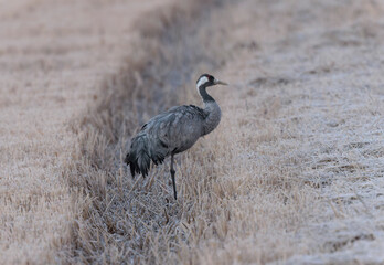 Grus grus Common eurpean crane feeding in rice fields in Southern France