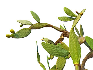 Cactus isolated on white background