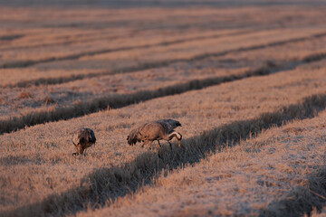 Grus grus Common eurpean crane feeding in rice fields in Southern France