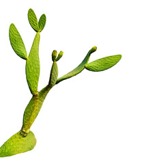 Cactus isolated on white background