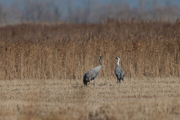 Grus grus Common eurpean crane feeding in rice fields in Southern France