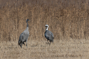 Grus grus Common eurpean crane feeding in rice fields in Southern France