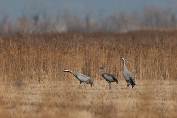 Grus grus Common eurpean crane feeding in rice fields in Southern France