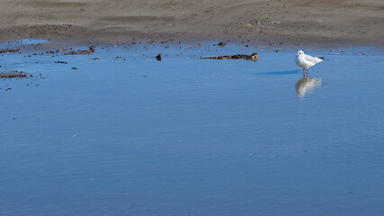 Gaviota Picofina (Chroicocephalus genei)