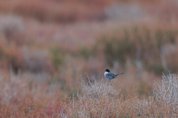 Sardinian warbler Curruca melanocephala in the sansouire in Camargue, Southern France
