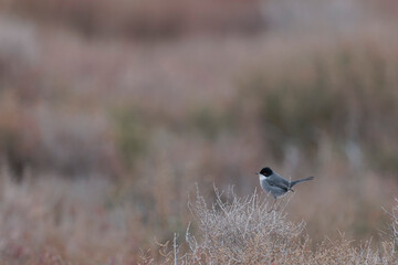 Sardinian warbler Curruca melanocephala in the sansouire in Camargue, Southern France
