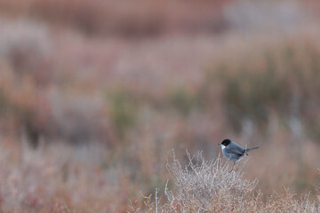 Sardinian warbler Curruca melanocephala in the sansouire in Camargue, Southern France